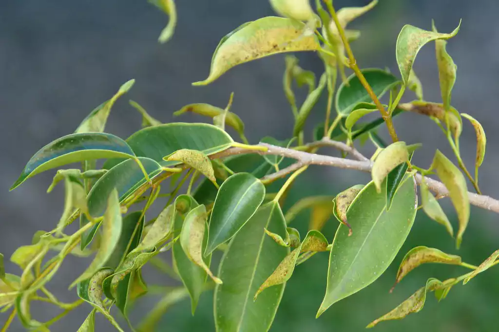 La maladie laurier-tin venant des thrips : comprendre et agir efficacement