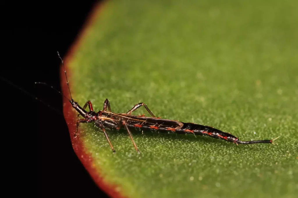 Comment identifier et traiter la maladie du laurier-tin causée par les thrips ?