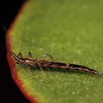 Comment identifier et traiter la maladie du laurier-tin causée par les thrips ?