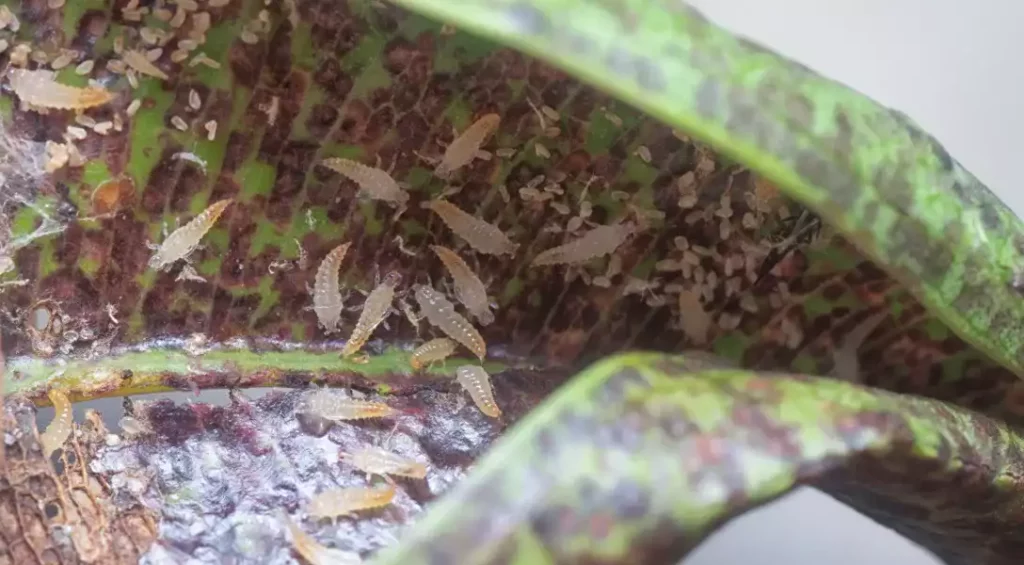 Un traitement biologique pour préserver l’équilibre naturel