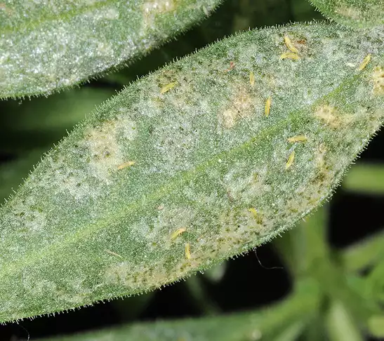 Le thrips de l'olivier : quel portrait et quel cycle de vie ?