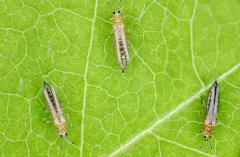 Les prédateurs auxiliaires, vos meilleurs alliés contre le thrips de l'olivier ?