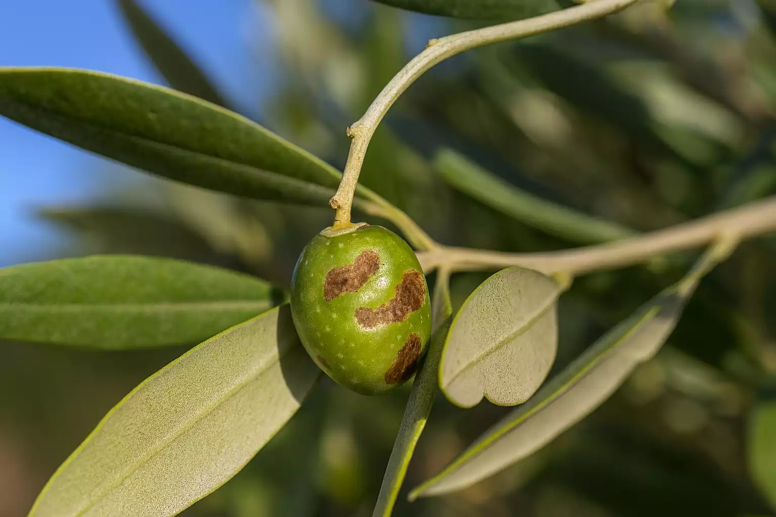 Comment lutter contre les thrips de l’olivier : les solutions efficaces
