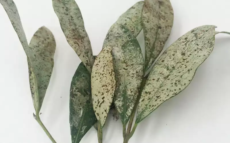 Les symptômes révélateurs de la présence des thrips