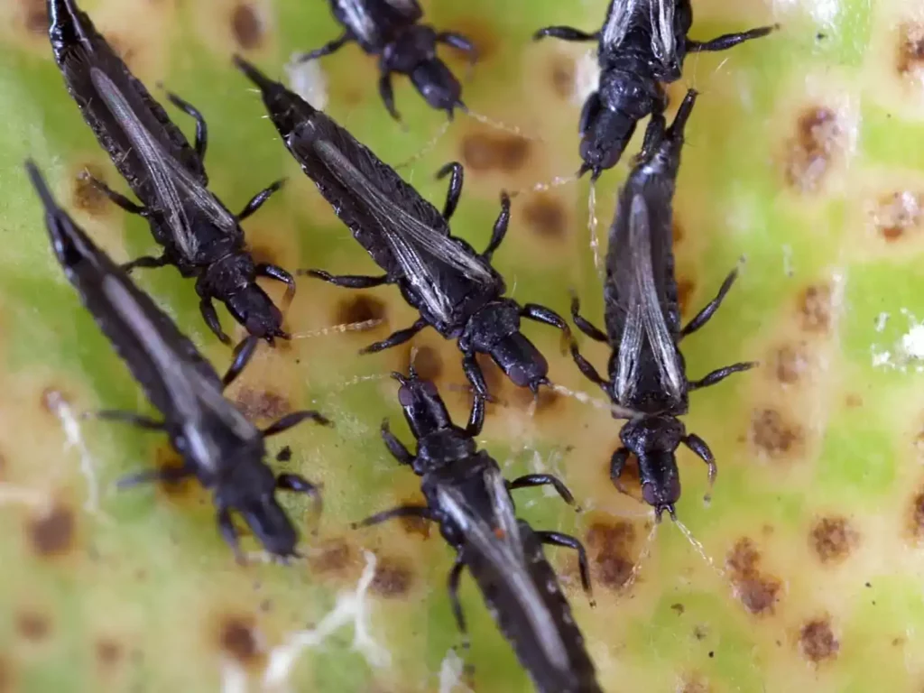 Le thrips noir : un insecte ravageur discret aux effets redoutables