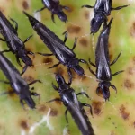 Le thrips noir : un insecte ravageur discret aux effets redoutables