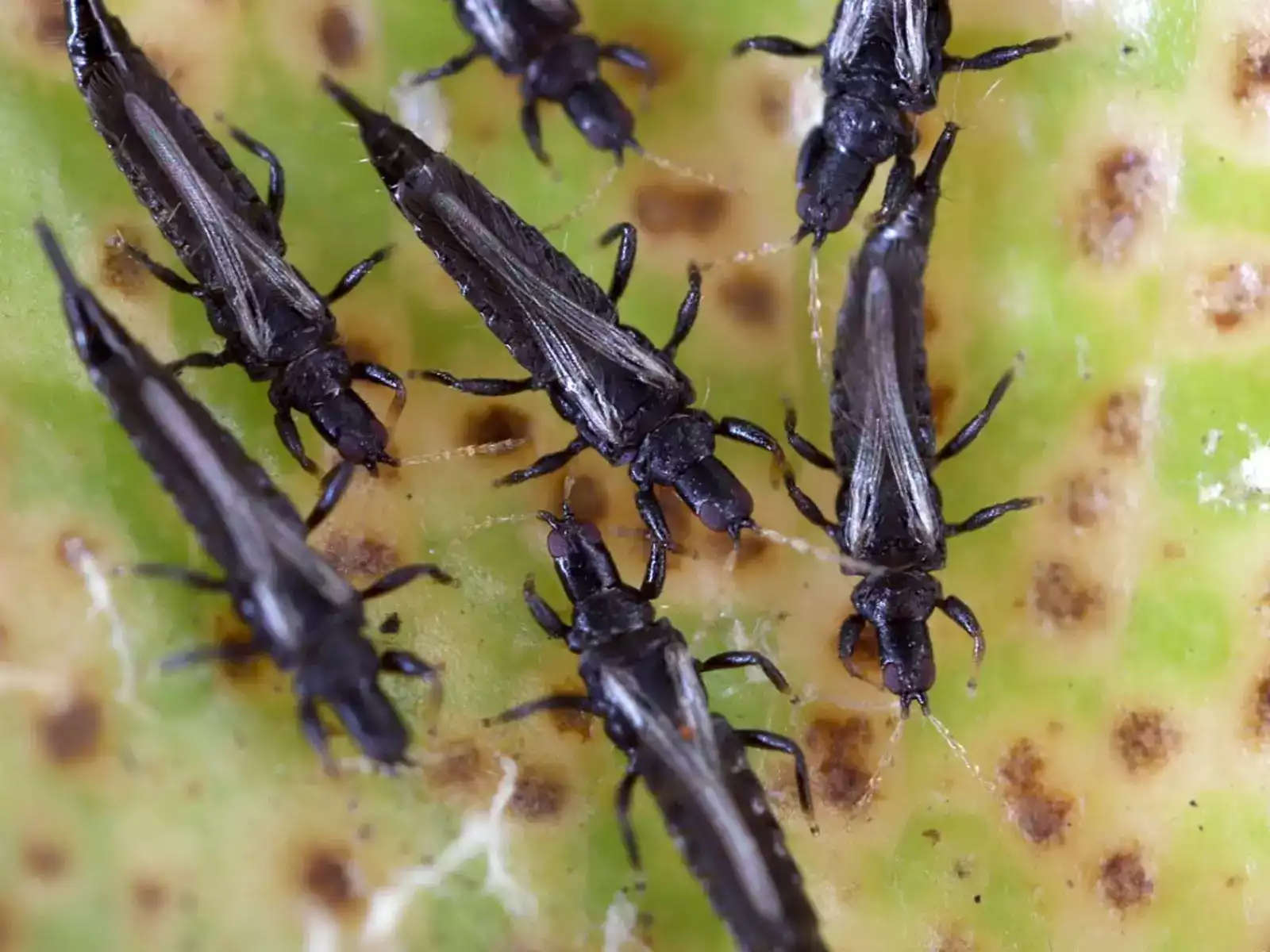 Le thrips noir : un insecte ravageur discret aux effets redoutables
