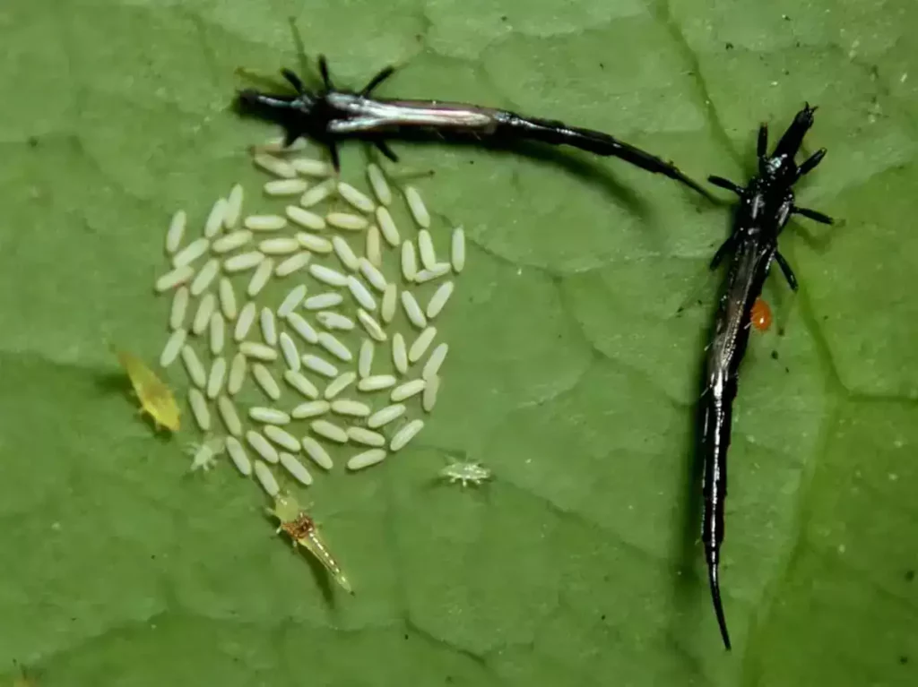 Observer et piéger le thrips noir