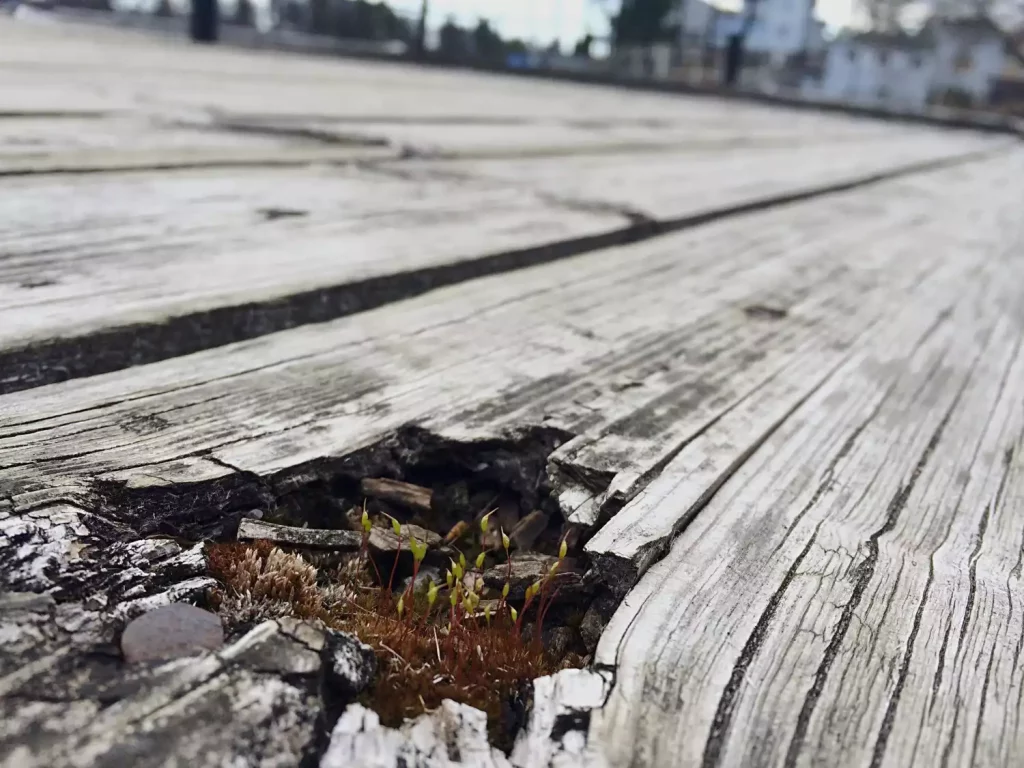 Les bambous peuvent-ils soulever une terrasse : les risques à connaître