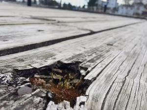 Les bambous peuvent-ils soulever une terrasse : les risques à connaître