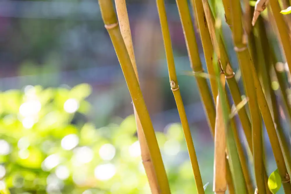 Les conseils pour empêcher le retour du bambou et protéger durablement votre jardin