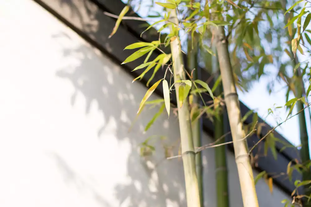 Le retrait manuel, une solution de longue haleine pour stopper la propagation du bambou ?