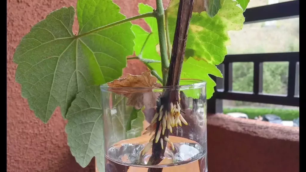 La mise en place du rameau dans l’eau, une opération précise