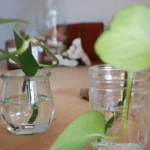 Comment réussir les boutures de vigne dans l'eau : les étapes simples