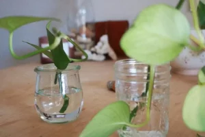 Comment réussir les boutures de vigne dans l'eau : les étapes simples