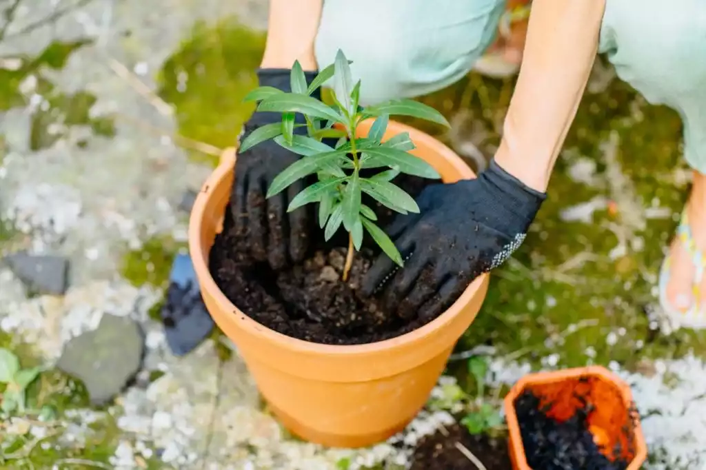 Quels sont les bénéfices de la multiplication par bouture ?