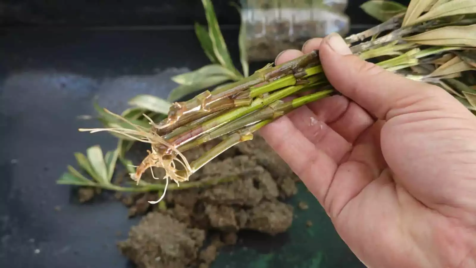 Comment faire des boutures de laurier rose ?