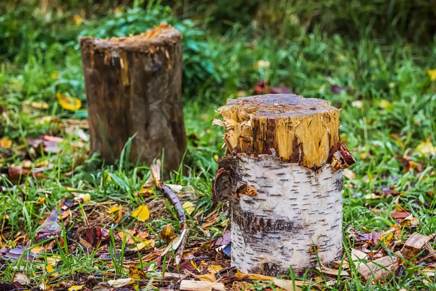 Éliminer une souche d’arbre avec de l'acide chlorhydrique : la fausse bonne idée