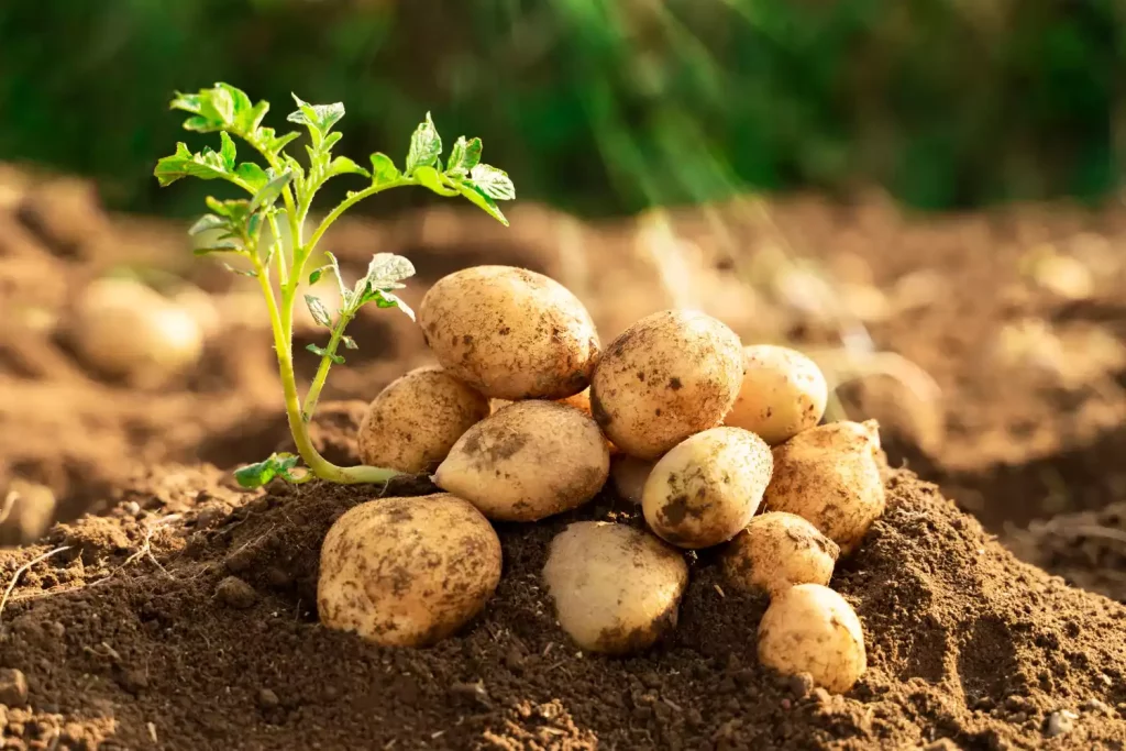 Quand planter les pommes de terre sans se tromper de saison ?