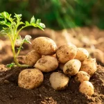 Quand planter les pommes de terre sans se tromper de saison ?