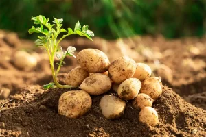 Quand planter les pommes de terre sans se tromper de saison ?