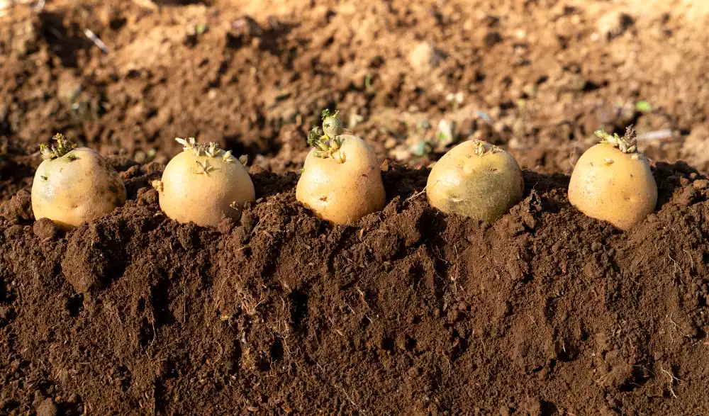 Les bons gestes au moment de planter