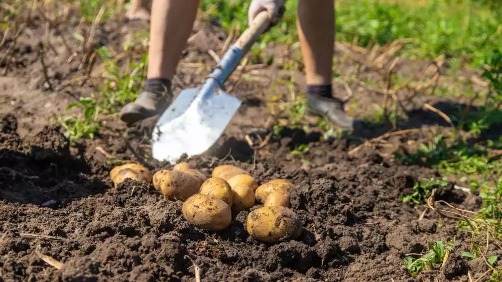 Une méthode efficace pour former une belle butte