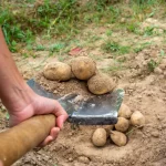 Butter les pommes de terre : le bon geste après la plantation