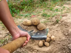 Butter les pommes de terre : le bon geste après la plantation