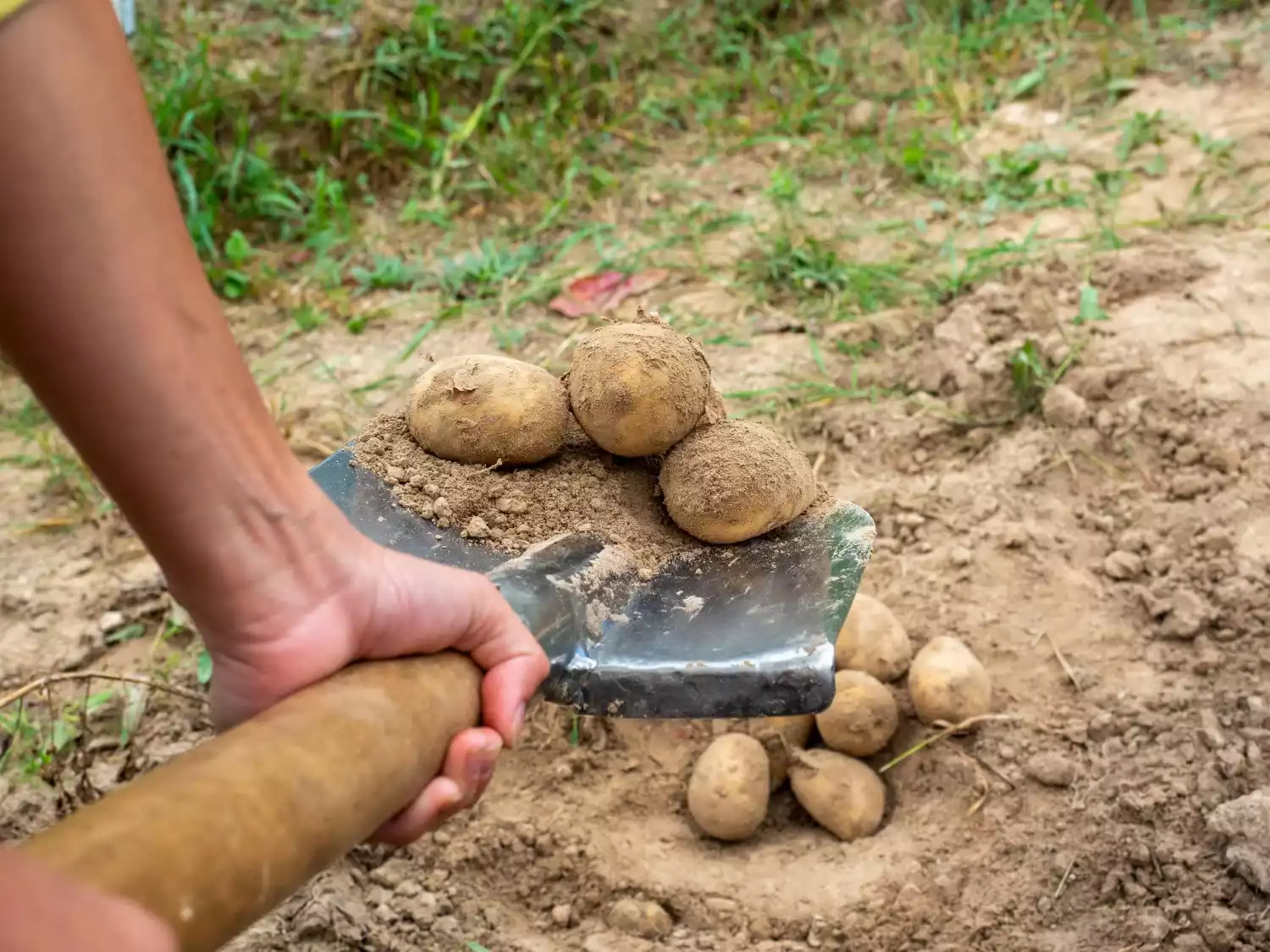 Butter les pommes de terre : le bon geste après la plantation